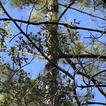 Well hidden lightening strike on this tree