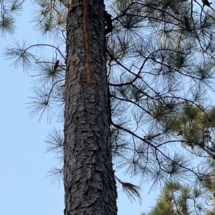 Climbing a tree