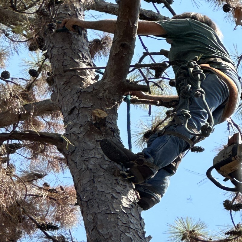 Climbing a tree