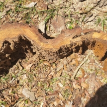 Section of hollow tree