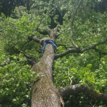 On fallen tree