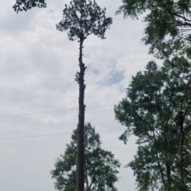 Climbing the limbed tree