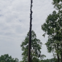 Tree with limbs removed