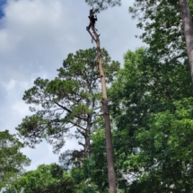 Trimming the limbs off