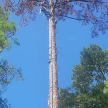 This tree was hit by lightening and had to be chained together to climb and cut down.