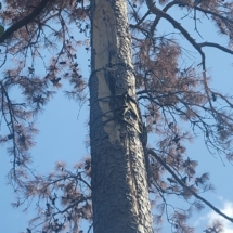 Tree hit by lightening.