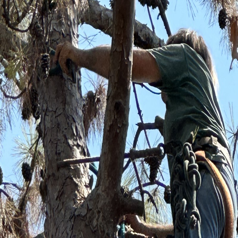 Tree Removal