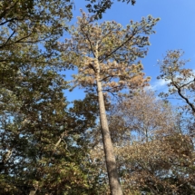 Evaluating a tree seeing if it will survive or if insect infestation has started.