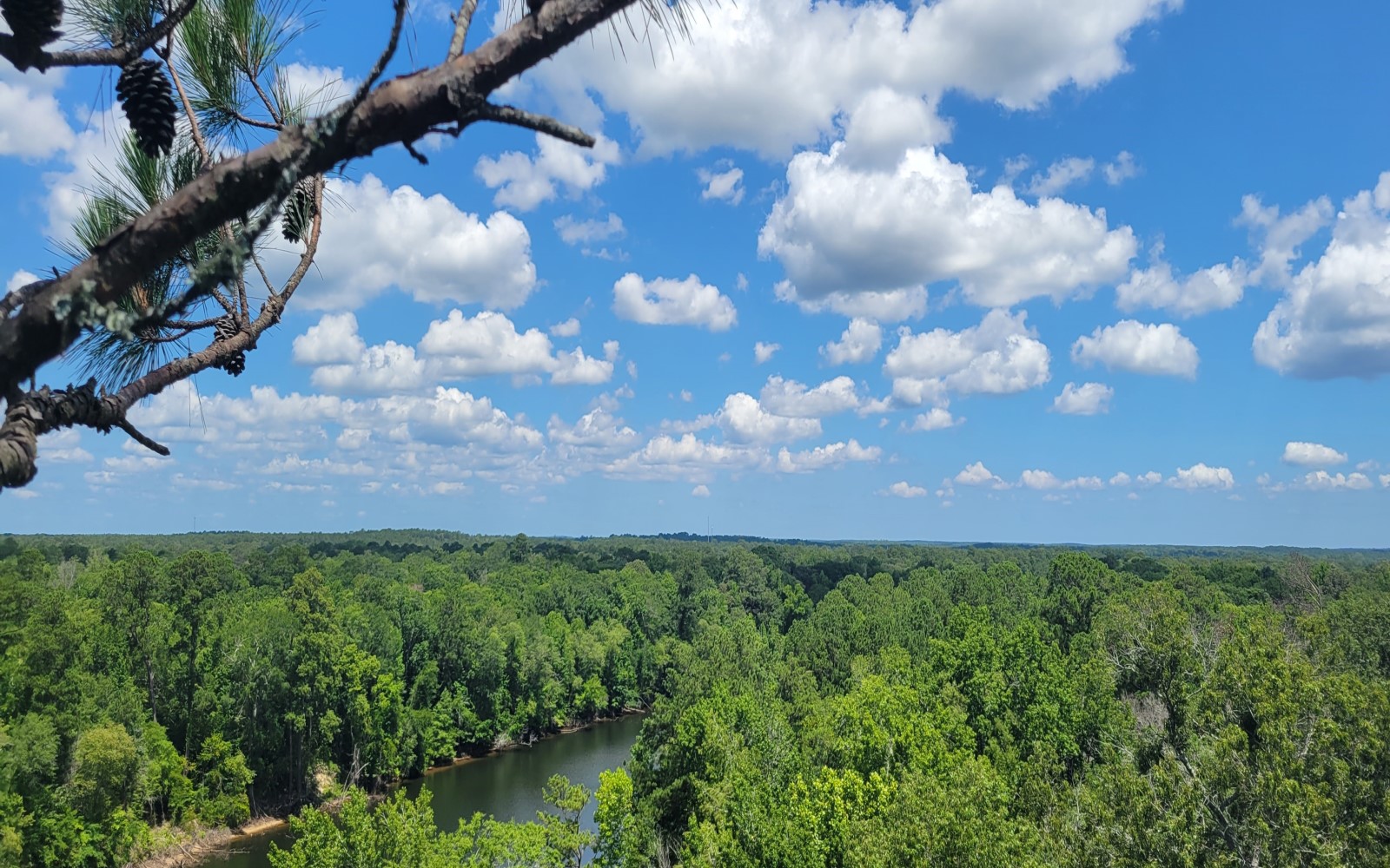 There is no view like a tree top view