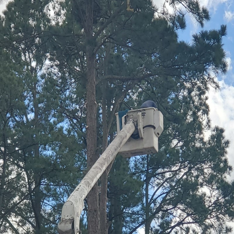 Tree Trimming