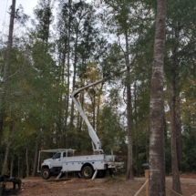 Trimming Trees