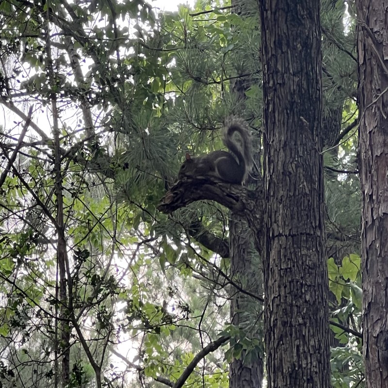 Squirrel in Tree